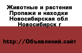 Животные и растения Пропажи и находки. Новосибирская обл.,Новосибирск г.